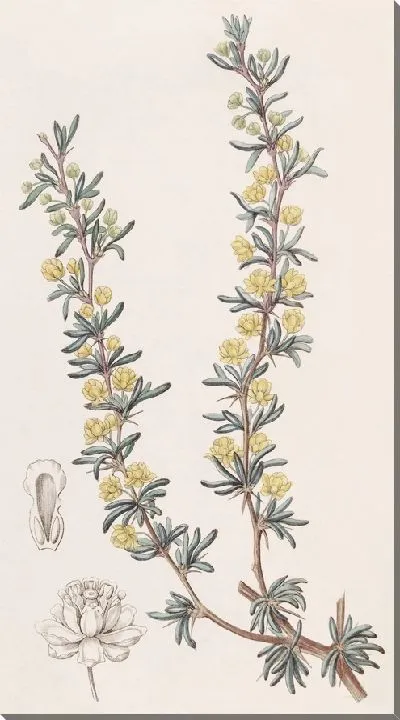 Картина Ягода водоистолистная (1815-1819)
