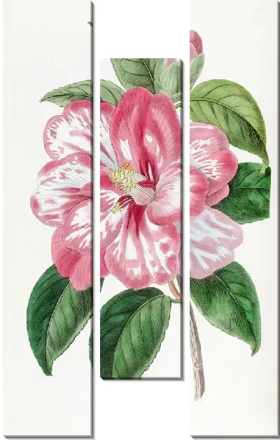 Картина Японская камелия Донкелера (1815–1819)