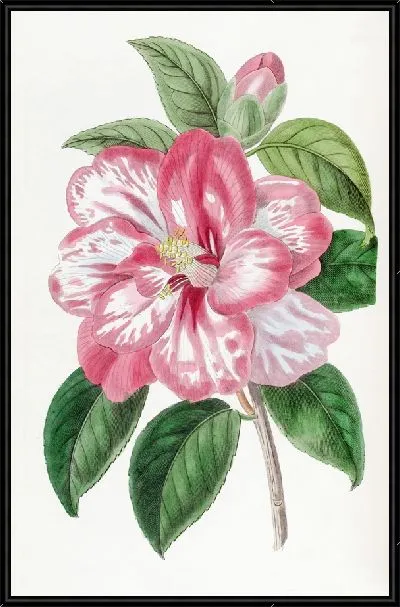 Картина Японская камелия Донкелера (1815–1819)