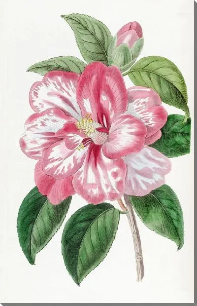 Картина Японская камелия Донкелера (1815–1819)