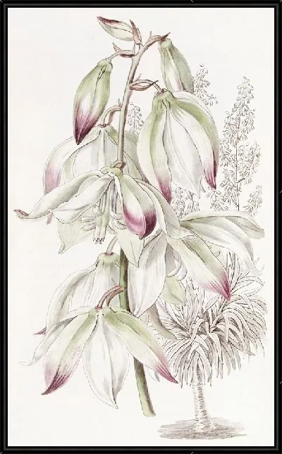 Картина Адамова игла драконово-древеснолистная (1815-1819)