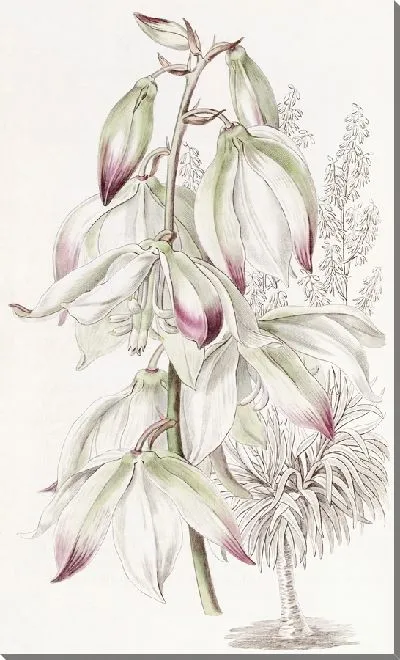 Картина Адамова игла драконово-древеснолистная (1815-1819)