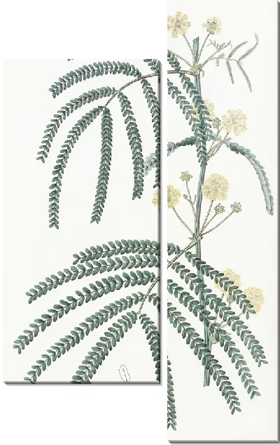 Картина Акация папоротниковолистная (1815-1819)