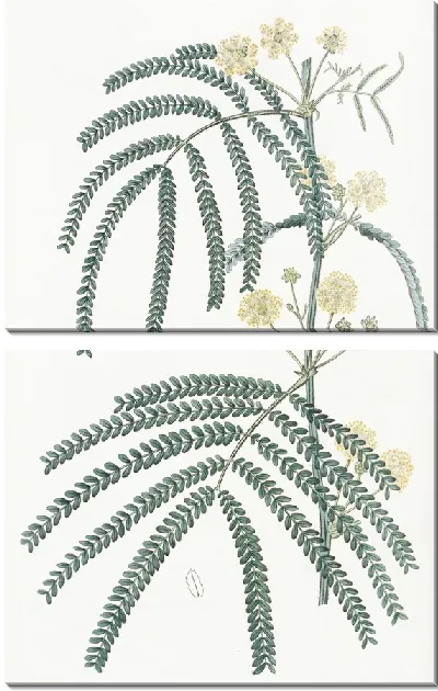 Картина Акация папоротниковолистная (1815-1819)