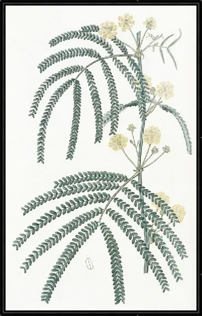 Картина Акация папоротниковолистная (1815-1819)