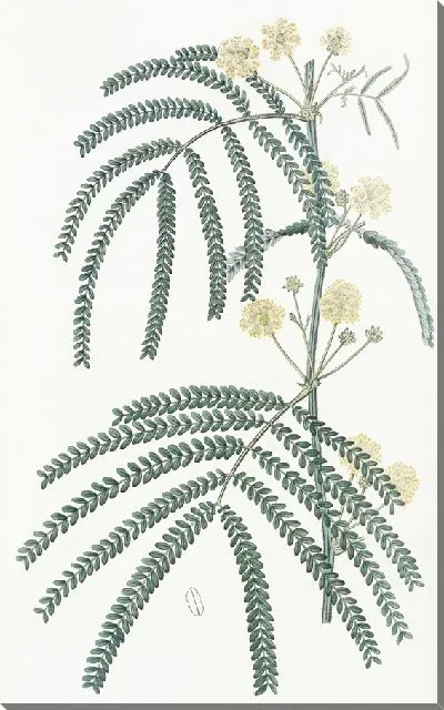 Картина Акация папоротниковолистная (1815-1819)