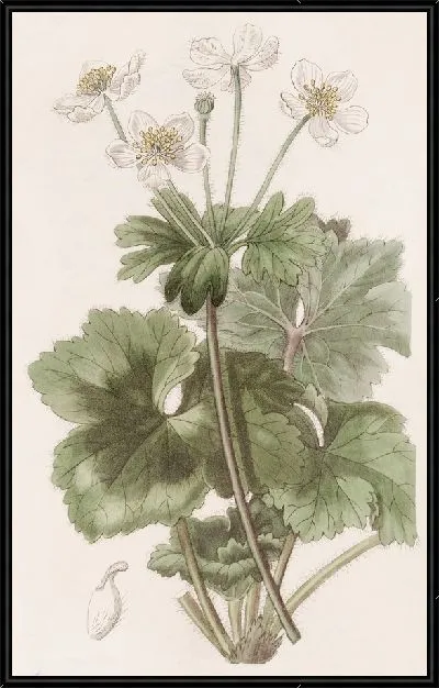 Картина Анемона доктора Гована (1815-1819)