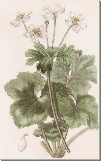 Картина Анемона доктора Гована (1815-1819)