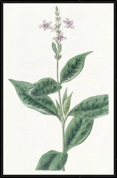 Картина Вечноцветущая Эрантема (1815-1819)