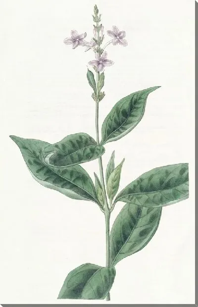 Картина Вечноцветущая Эрантема (1815-1819)