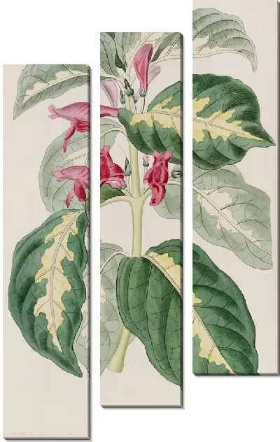 Картина Восточно-Индийский (1815-1819)