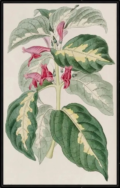 Картина Восточно-Индийский (1815-1819)