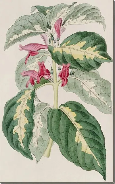 Картина Восточно-Индийский (1815-1819)