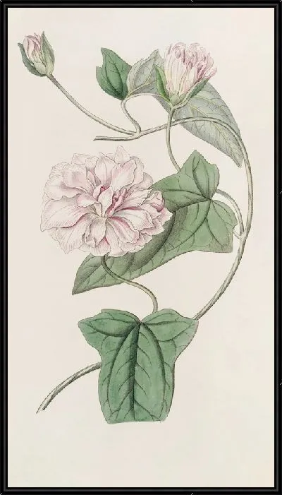 Картина Вьюнок пушистый (1815-1819)