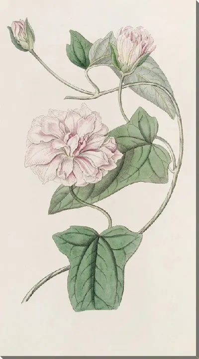 Картина Вьюнок пушистый (1815-1819)