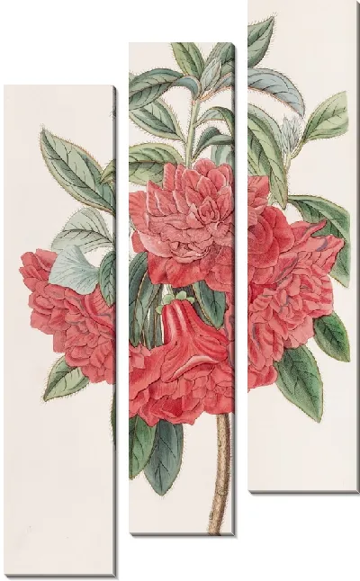Картина Двойная красная азалия Индия (1815-1819)