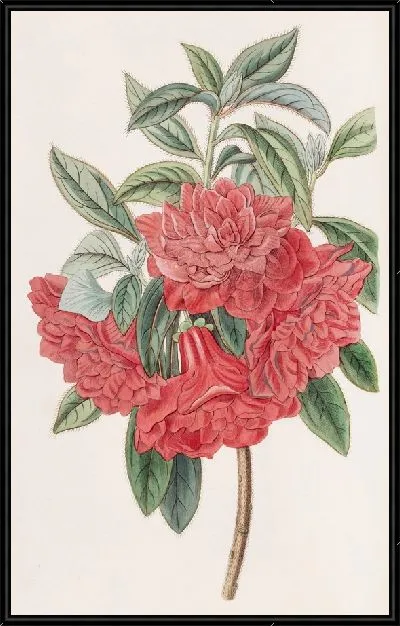 Картина Двойная красная азалия Индия (1815-1819)