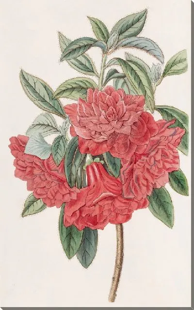 Картина Двойная красная азалия Индия (1815-1819)