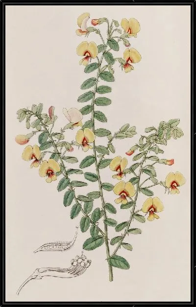Картина Двухрядная Боссия (1815-1819)