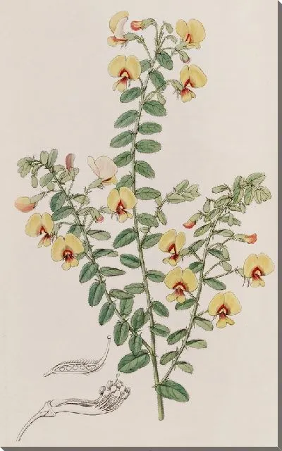 Картина Двухрядная Боссия (1815-1819)