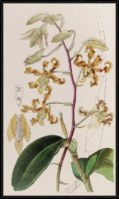 Картина Дендробиум тусклоцветный (1815-1819)