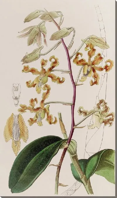 Картина Дендробиум тусклоцветный (1815-1819)