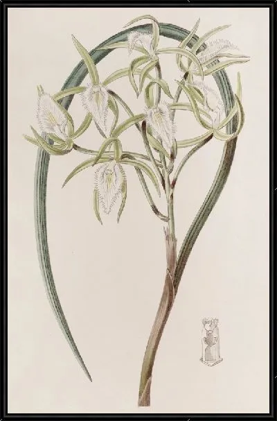 Картина Доктор фон Мартиус Брасавола (1815-1819)
