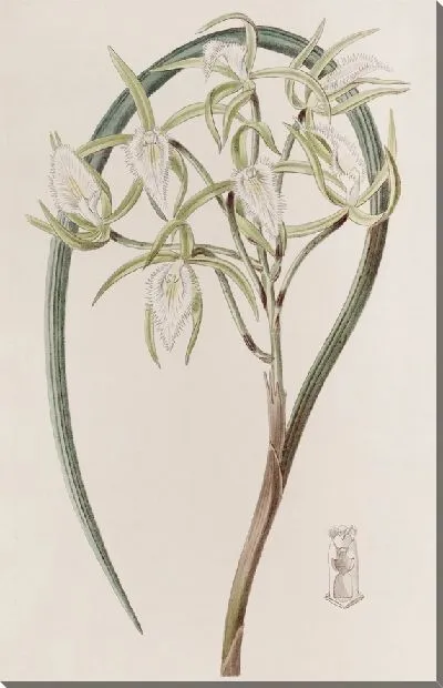 Картина Доктор фон Мартиус Брасавола (1815-1819)