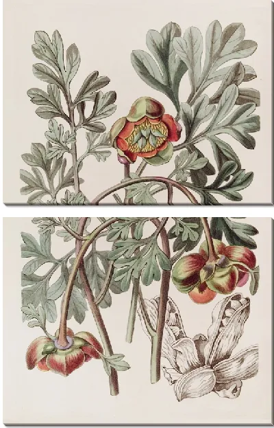 Картина Дуглас Калифорнийский Пион (1815-1819)