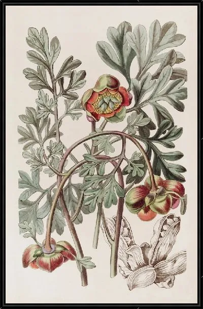 Картина Дуглас Калифорнийский Пион (1815-1819)