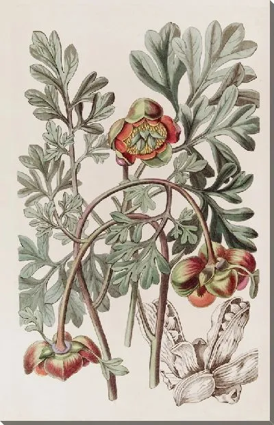 Картина Дуглас Калифорнийский Пион (1815-1819)
