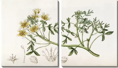 Картина Дуглас Лимнантес (1815–1819)