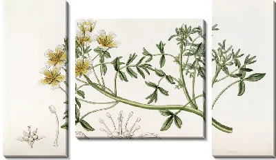 Картина Дуглас Лимнантес (1815–1819)