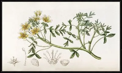 Картина Дуглас Лимнантес (1815–1819)