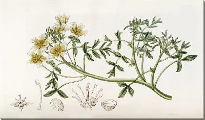 Картина Дуглас Лимнантес (1815–1819)