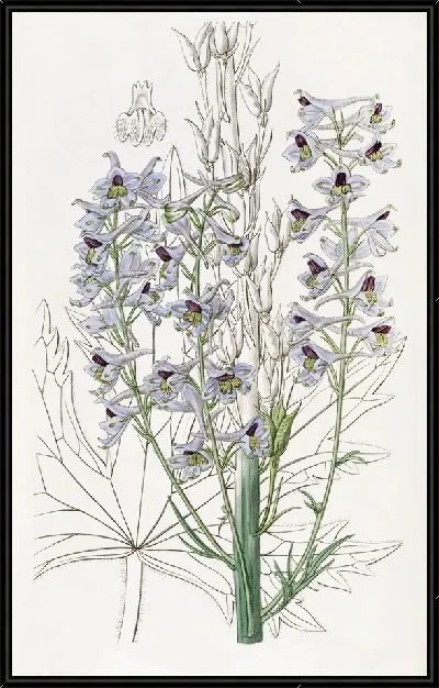 Картина Живость переменная с опушенными листьями (1815-1819)