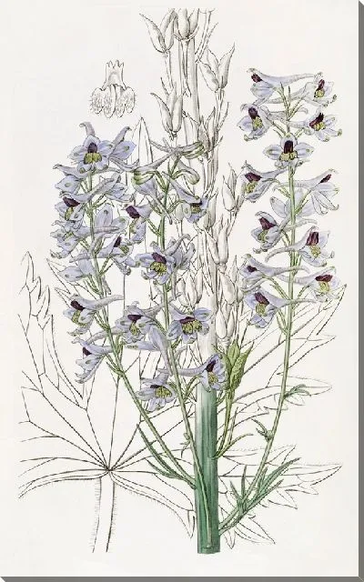 Картина Живость переменная с опушенными листьями (1815-1819)