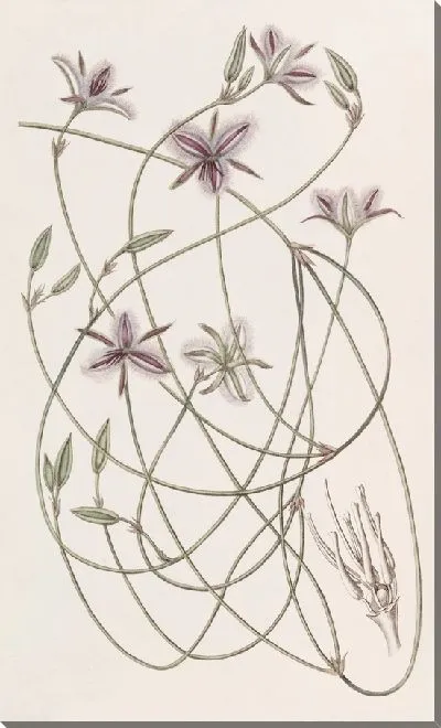 Картина Запутанный Тизанотус (1815-1819)
