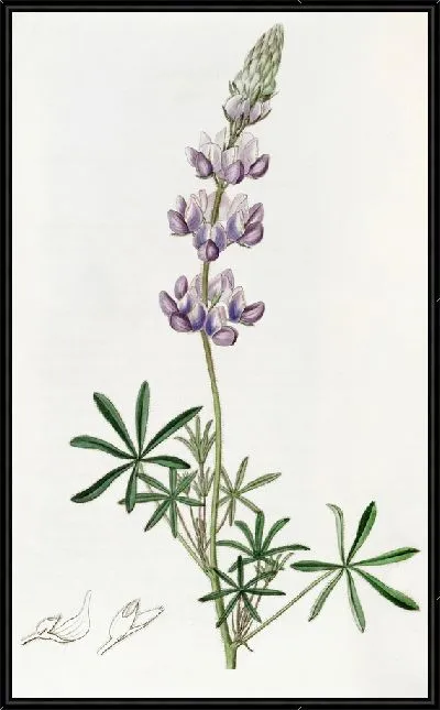 Картина Карлик Люпен (1815-1819)