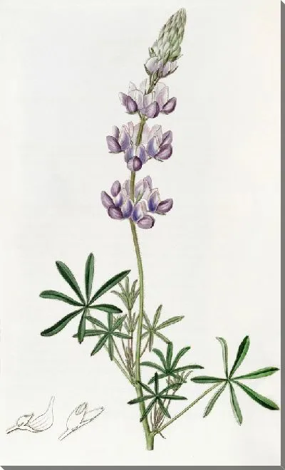 Картина Карлик Люпен (1815-1819)