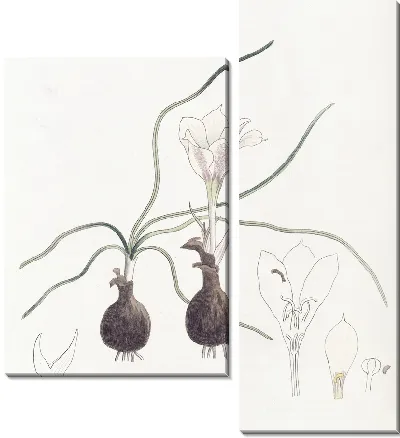 Картина Карлик Хайлокия (1815-1819)