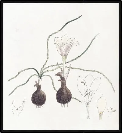 Картина Карлик Хайлокия (1815-1819)