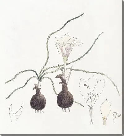 Картина Карлик Хайлокия (1815-1819)