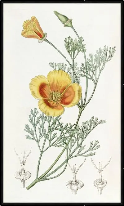 Картина Карлик Хрисеида (1815-1819)