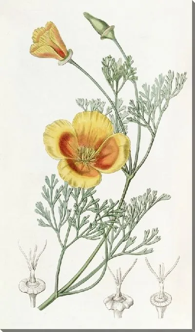 Картина Карлик Хрисеида (1815-1819)