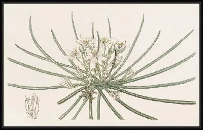 Картина Карликова звезда Вифлеема (1815-1819)