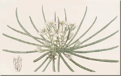 Картина Карликова звезда Вифлеема (1815-1819)