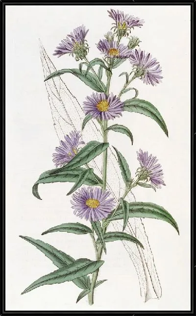 Картина Карликовая голубая астра (1815-1819)