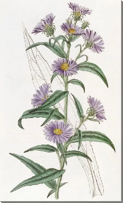 Картина Карликовая голубая астра (1815-1819)