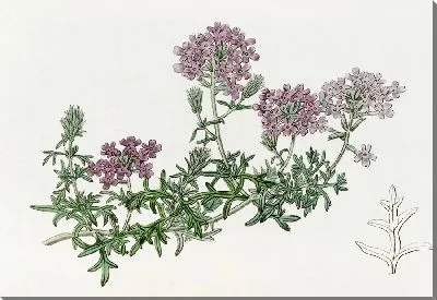 Картина Карликовая пурпурная вербена (1815-1819)